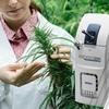 วิเคราะห์กัญชาเพื่อหาสารออกฤทธิ์ด้วย expression Compact Mass Spectrometer